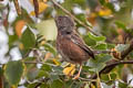 Dartford Warbler Curruca undata dartfordiensis