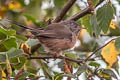 Dartford Warbler Curruca undata dartfordiensis
