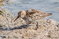 Dunlin Calidris alpina ssp.