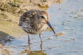 Dunlin Calidris alpina ssp.