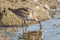 Dunlin Calidris alpina ssp.