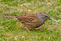 Dunnock Prunella modularis occidentalis