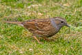 Dunnock Prunella modularis occidentalis