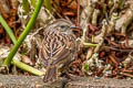 Dunnock Prunella modularis occidentalis