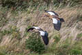 Egyptian Goose Alopochen aegyptiaca