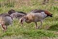 Egyptian Goose Alopochen aegyptiaca