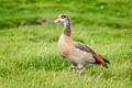 Egyptian Goose Alopochen aegyptiaca