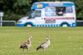 Egyptian Goose Alopochen aegyptiaca