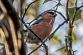 Eurasian Bullfinch Pyrrhula pyrrhula pileata