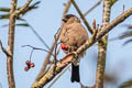 Eurasian Bullfinch Pyrrhula pyrrhula pileata