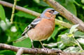 Common Chaffinch Fringilla coelebs gengleri