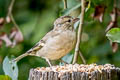 Common Chaffinch Fringilla coelebs gengleri