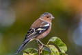 Common Chaffinch Fringilla coelebs gengleri