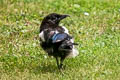 Eurasian Magpie Pica pica pica