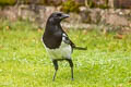 Eurasian Magpie Pica pica pica