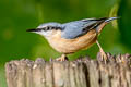 Eurasian Nuthatch Sitta europaea caesia