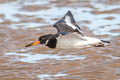 Eurasian Oystercatcher Haematopus ostralegus ostralegus