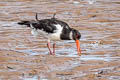 Eurasian Oystercatcher Haematopus ostralegus ostralegus