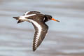 Eurasian Oystercatcher Haematopus ostralegus ostralegus