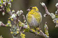 Eurasian Siskin Spinus spinus