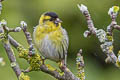 Eurasian Siskin Spinus spinus