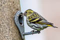 Eurasian Siskin Spinus spinus