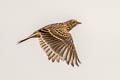 Eurasian Skylark Alauda arvensis arvensis