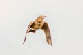 Eurasian Skylark Alauda arvensis arvensis