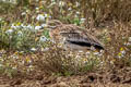 Eurasian Stone-curlew Burhinus oedicnemus oedicnemus
