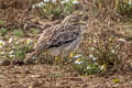 Eurasian Stone-curlew Burhinus oedicnemus oedicnemus