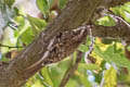 Eurasian Treecreeper Certhia familiaris britannica