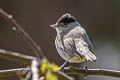 Eurasian Blackcap Sylvia atricapilla atricapilla