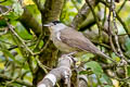 Eurasian Blackcap Sylvia atricapilla atricapilla