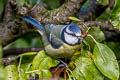 Eurasian Blue Tit Cyanistes caeruleus obscurus