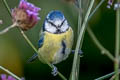 Eurasian Blue Tit Cyanistes caeruleus obscurus