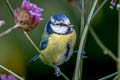 Eurasian Blue Tit Cyanistes caeruleus obscurus