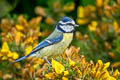 Eurasian Blue Tit Cyanistes caeruleus obscurus