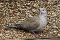 Eurasian Collared Dove Streptopelia decaocto 