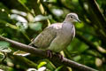 Eurasian Collared Dove Streptopelia decaocto 