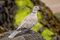 Eurasian Collared Dove Streptopelia decaocto 