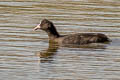 Eurasian Coot Fulica atra atra