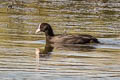 Eurasian Coot Fulica atra atra