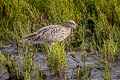 Eurasian Curlew Numenius arquata arquata (Common Curlew)