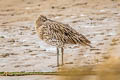 Eurasian Curlew Numenius arquata arquata (Common Curlew)