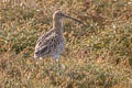 Eurasian Curlew Numenius arquata arquata (Common Curlew)