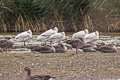 Eurasian Spoonbill Platalea leucorodia leucorodia