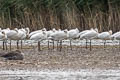 Eurasian Spoonbill Platalea leucorodia leucorodia