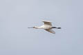 Eurasian Spoonbill Platalea leucorodia leucorodia