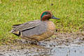 Eurasian Teal Anas crecca