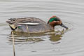 Eurasian Teal Anas crecca